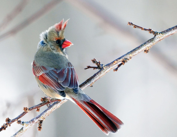 The Sensual Side of Birds  Photographs by Jeff Ginsburg and Lu Li